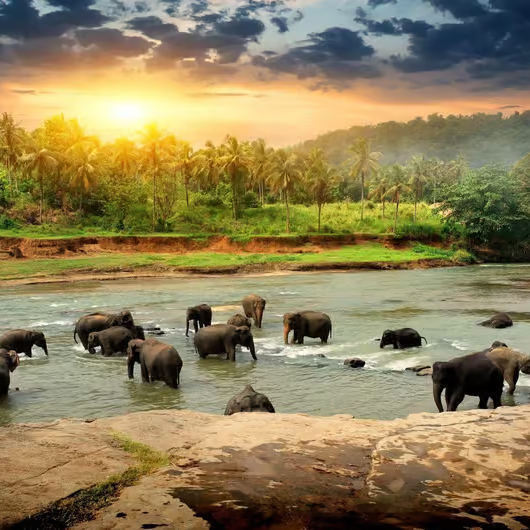 Pinnawala Elephant Orphanage